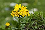 Blumen in der Enguri-Schlucht