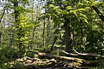 Duvenstedter Brook