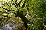 Duvenstedter Brook,